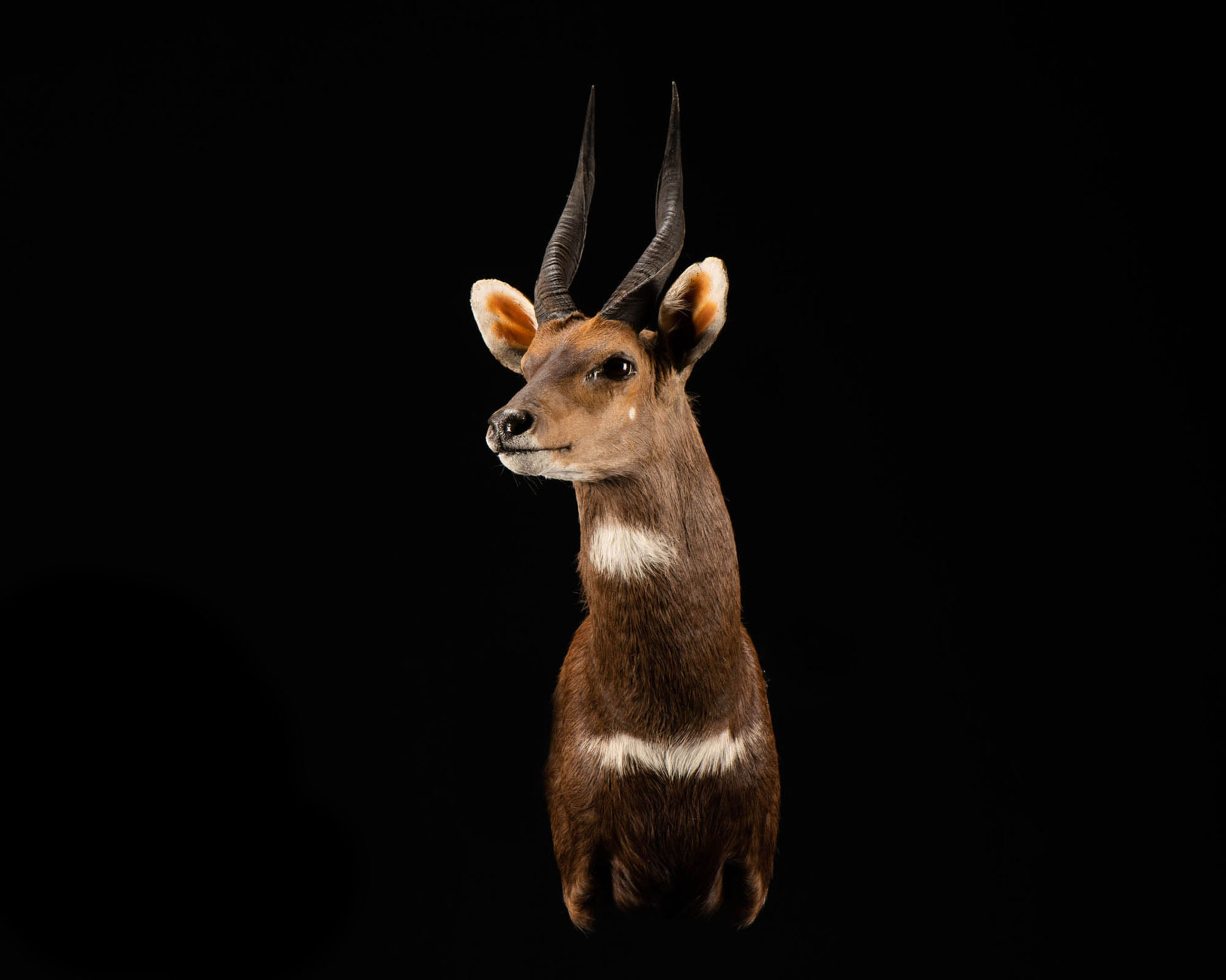 Bushbuck Shoulder Mount Right Turn Splitting Image Taxidermy